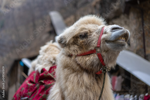 Camel shows its teeth by lifting its lip