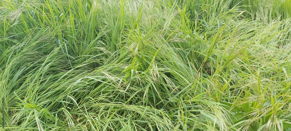 Obraz premium trawa