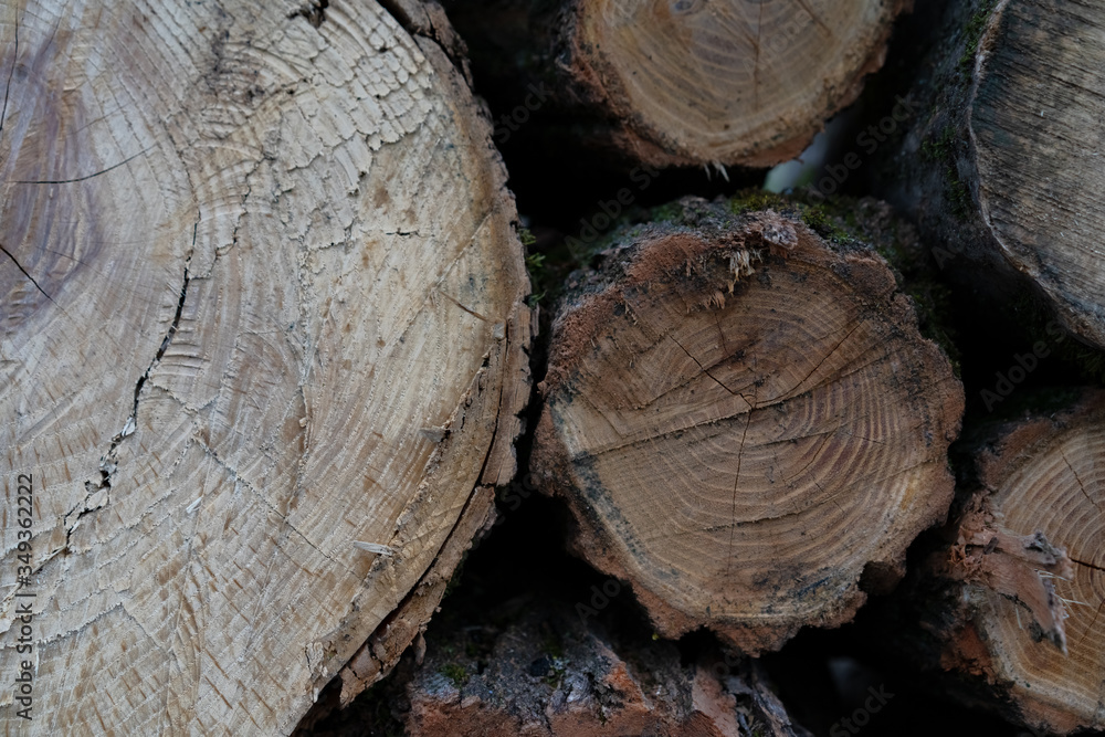 Logs lie on top of each other in large numbers