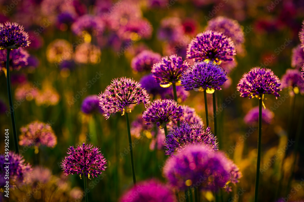 flowers of lavender