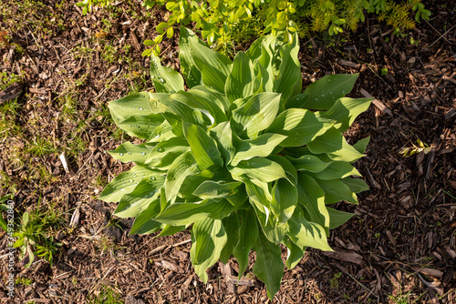 green plant in the garden