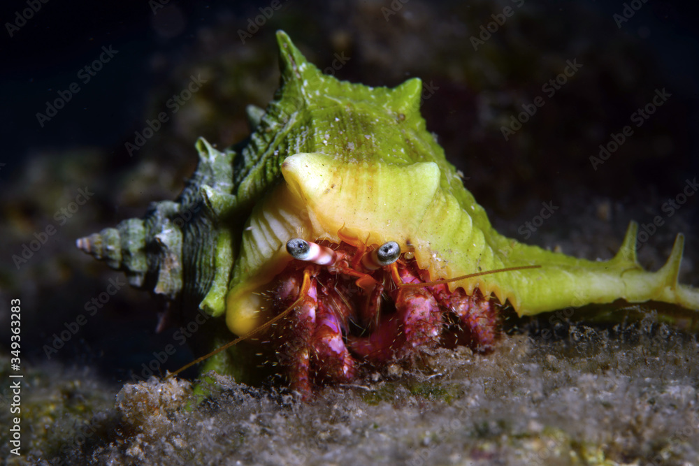 Hermit crab shell. Fethiye, Turkey.