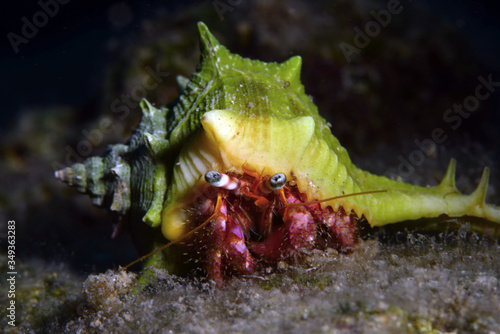 Hermit crab shell. Fethiye  Turkey.