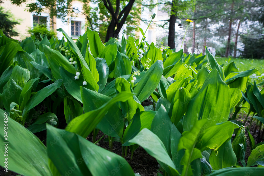 Obraz premium White lily of the valley flowers blossoming in spring