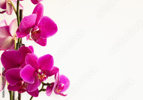 Pink orchid flowers on white space for text