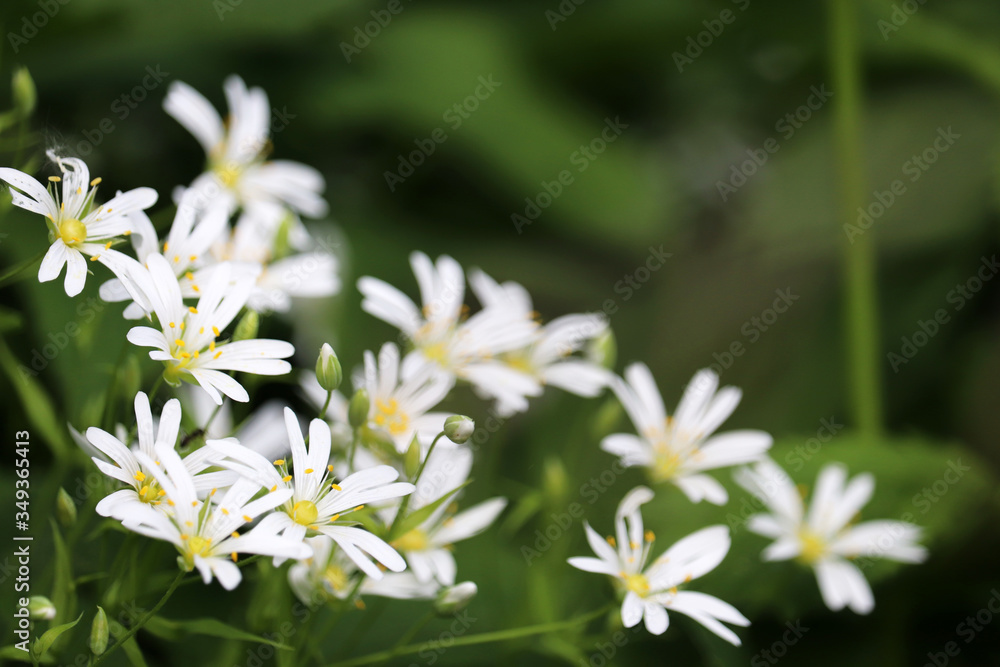 Spring meadow with white flowers of Greater Stitchwort (Stellaria holostea) in green grass. Floral background, beauty of nature Spring meadow with white flowers of Greater Stitchwort (Stellaria holostea) in green grass. Floral background, beauty of nature