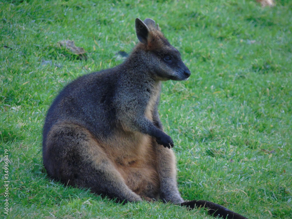 Sitting Wallaby