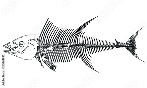 Tuna fish skeleton lines illustration. Abstract vector fish skeleton on the white background