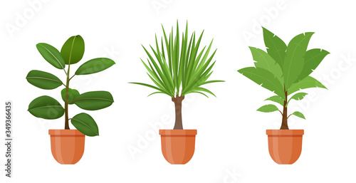Potted plant. Set of houseplants and flowers in pots in flat style. Indoor gerb isolated on white background. Ficus, Dracaena flowers. Interior gardening decor. Vector illustration.