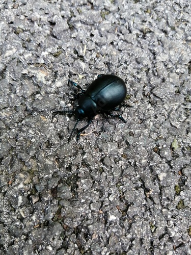 Wallpaper Mural Vue d'un scarabées sur le bitume. Torontodigital.ca