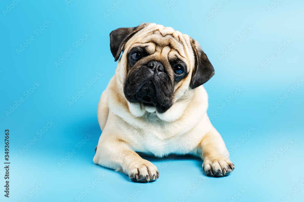  Сute beige pug dog lies on a blue background.