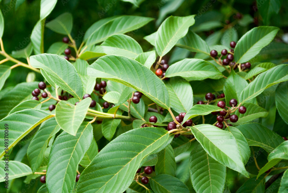 Branches with natural fruits, food for birds and other species, mountain foliage in rural Guatemala.
Branches with natural fruits, food for birds and other species, mountain foliage in rural Guatemala.