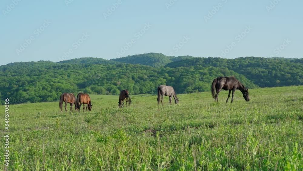 Herd of horses grazes in the meadow Herd of horses grazes in the meadow