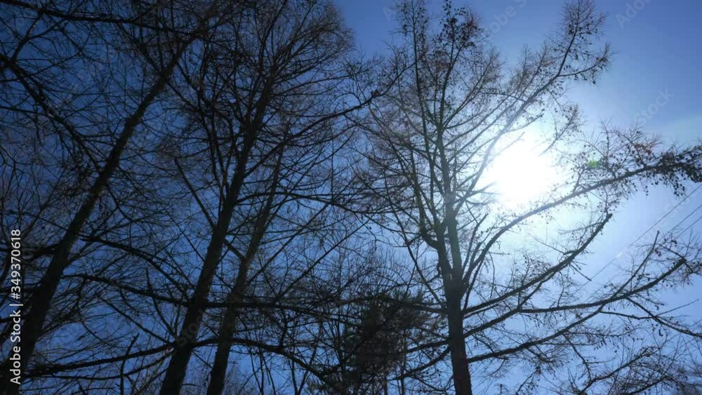 森の林と流れる雲と太陽 タイムラプス 森の林と流れる雲と太陽 タイムラプス