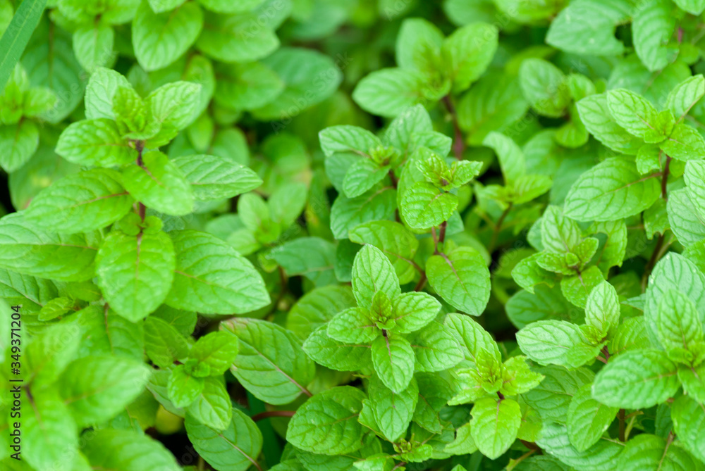 Tender stems of good herb or mint organic cultivation in a Guatemalan garden outdoors. Tender stems of good herb or mint organic cultivation in a Guatemalan garden outdoors.