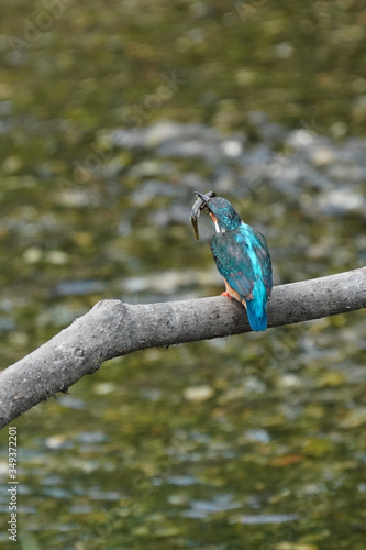 kingfisher on branch