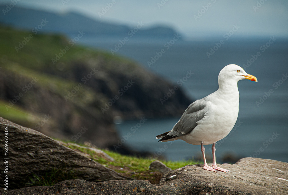 seagull on the rocks