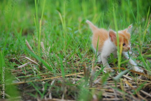 photo from a cute domestic cat playing outdoor © aidil