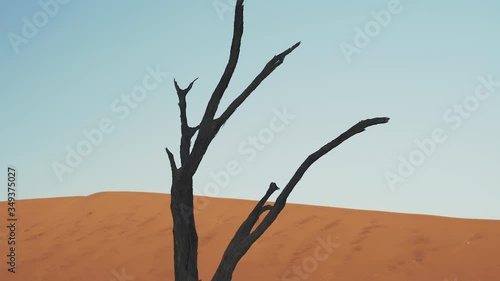 Camelthorn tree and sand dune, Deadvlei, Namib Desert, Namibia photo