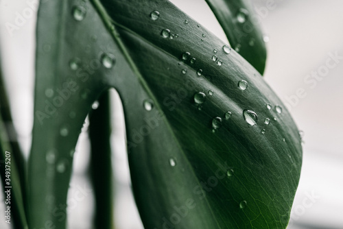 Closeup of monstera leaf with rain drops