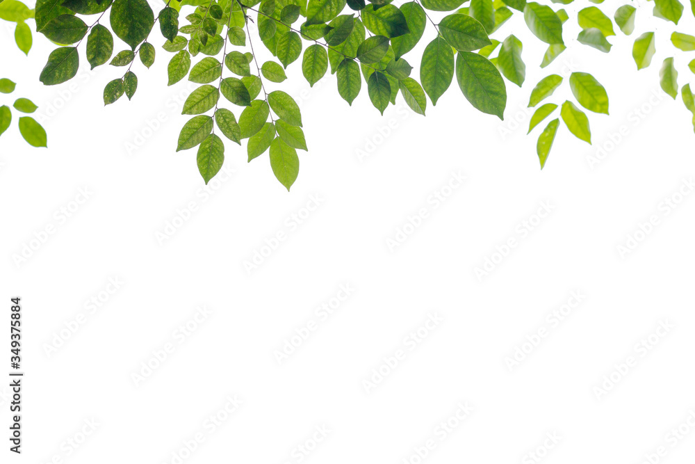 green leaf isolated on white background with copy space green leaf isolated on white background with copy space