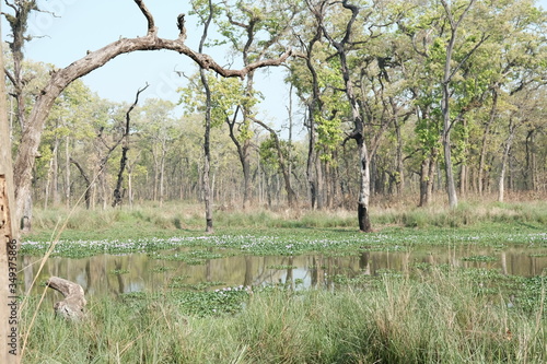 Bosque natural en Nepal