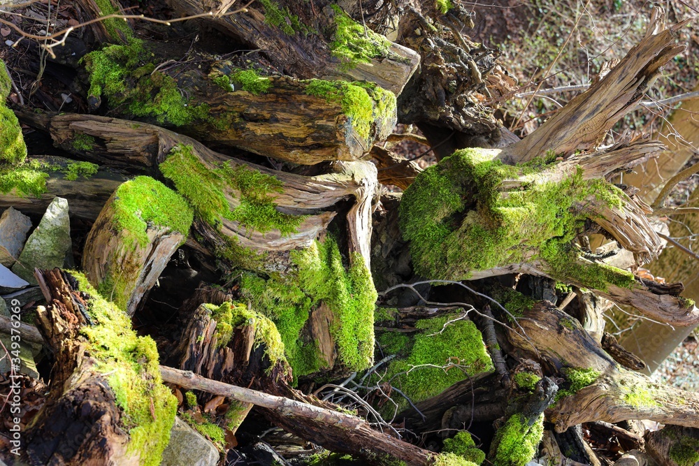 moss covered tree and stones moss covered tree and stones