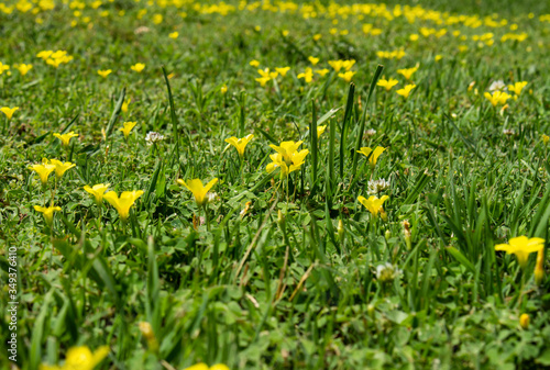 Small yellow wild flowers in the field. Flowers of the grass.