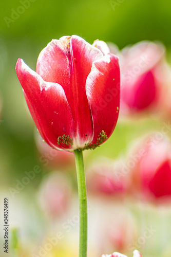 red tulip with green background