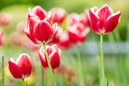 pink tulips in garden