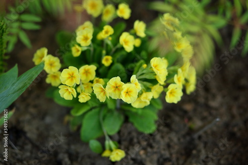 yellow primroses blooming in the garden in spring.