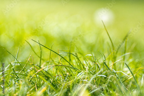 green grass background