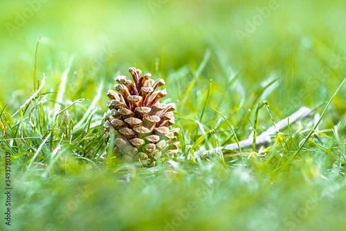 pine cone on the grass