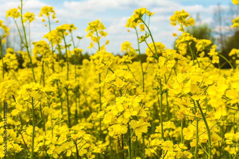 Blooming rapeseed plants on a field in closeup against a blue and white sky Blooming rapeseed plants on a field in closeup against a blue and white sky