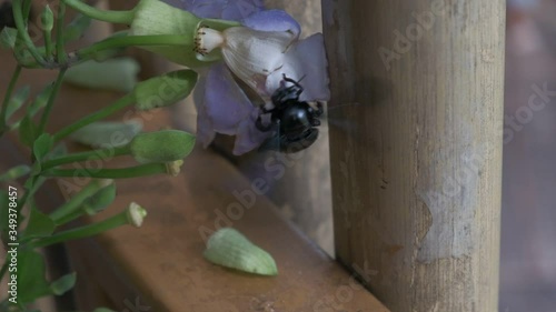 Beetle flying in a purple flower and go away in slow motion