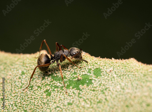 camponotus ant macro insect backyard © Andres