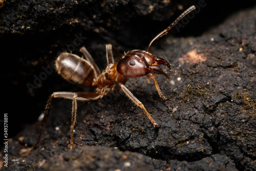 Azteca ant jaw angry in the woods