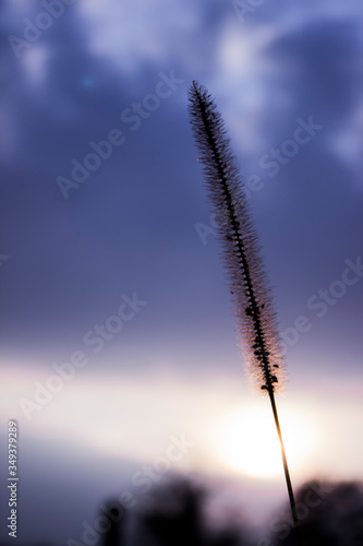 one plant when sun is softly shining