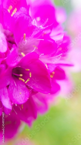 Close-up Of Pink Flowers Blooming In Park