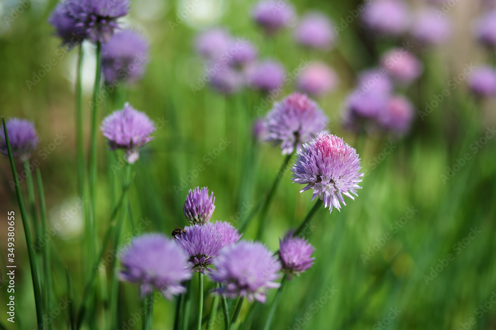 decorative flowering onions in the garden decorative flowering onions in the garden