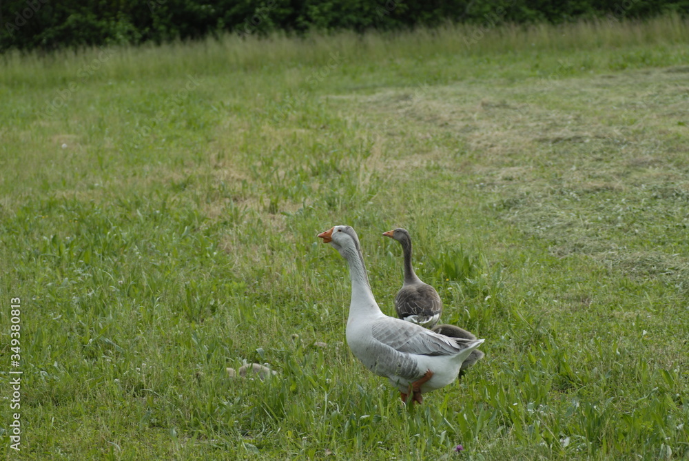 family of wild geese walking on grass family of wild geese walking on grass