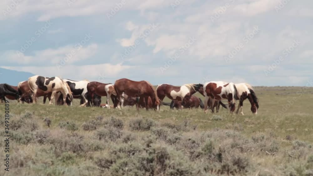 Wild Mustangs of the McCullough Peak Horse Management Area, Wyoming Wild Mustangs of the McCullough Peak Horse Management Area, Wyoming