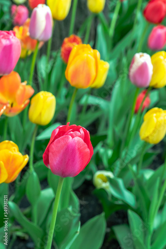 Close up of colorful tulips in bloom in a flower bed including pink, yellow, orange, and red in downtown Chicago with lush green stems.