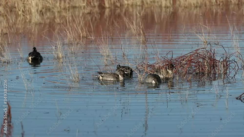 Pintail ducks feeding on the water