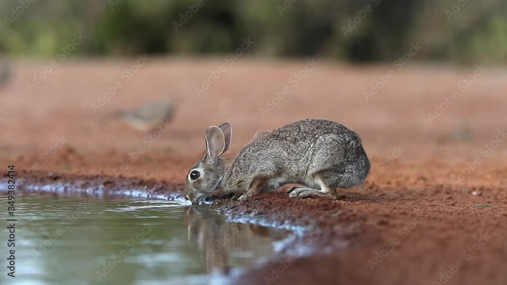 Eastern Cottontail Rabbit near pong in Texas Eastern Cottontail Rabbit near pong in Texas
