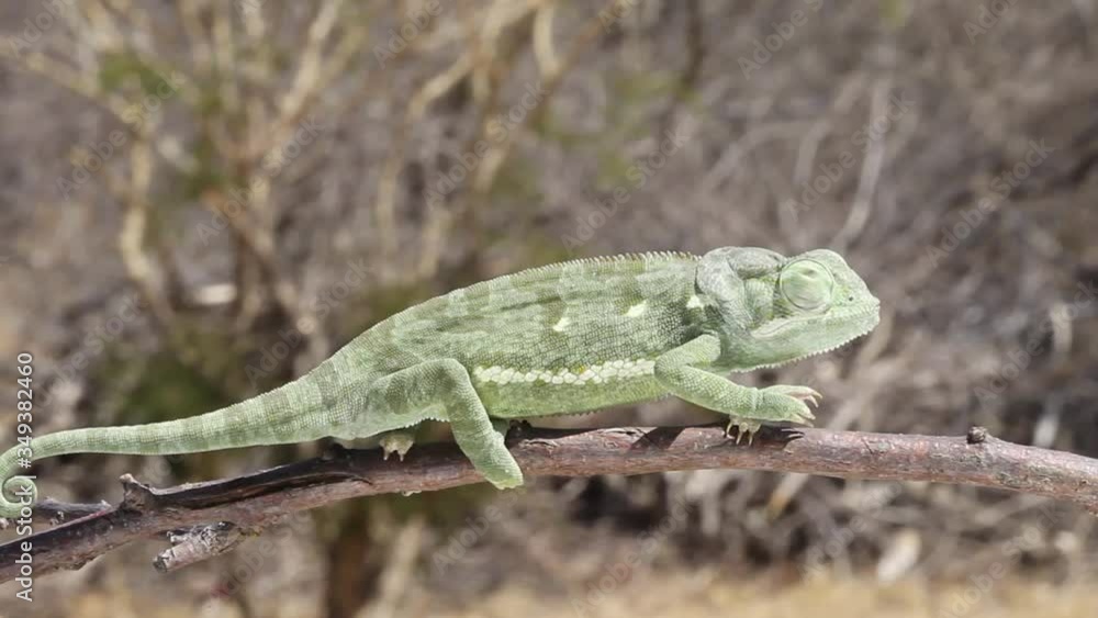 Veiled chameleon walking on stick in South Africa Veiled chameleon walking on stick in South Africa
