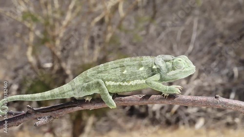 Wallpaper Mural Veiled chameleon walking on stick in South Africa Torontodigital.ca