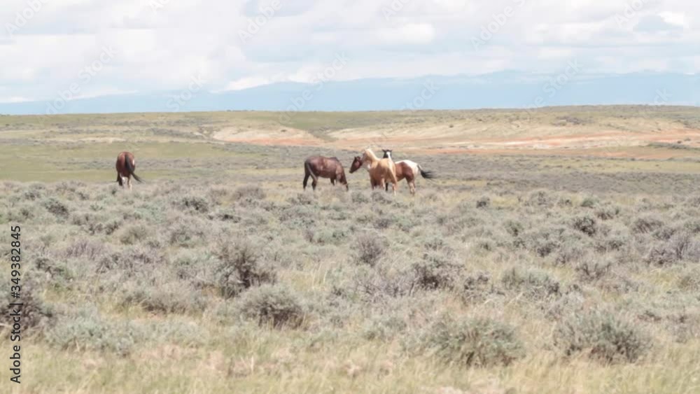 Wild Mustangs of the McCullough Peak Horse Management Area, Wyoming Wild Mustangs of the McCullough Peak Horse Management Area, Wyoming