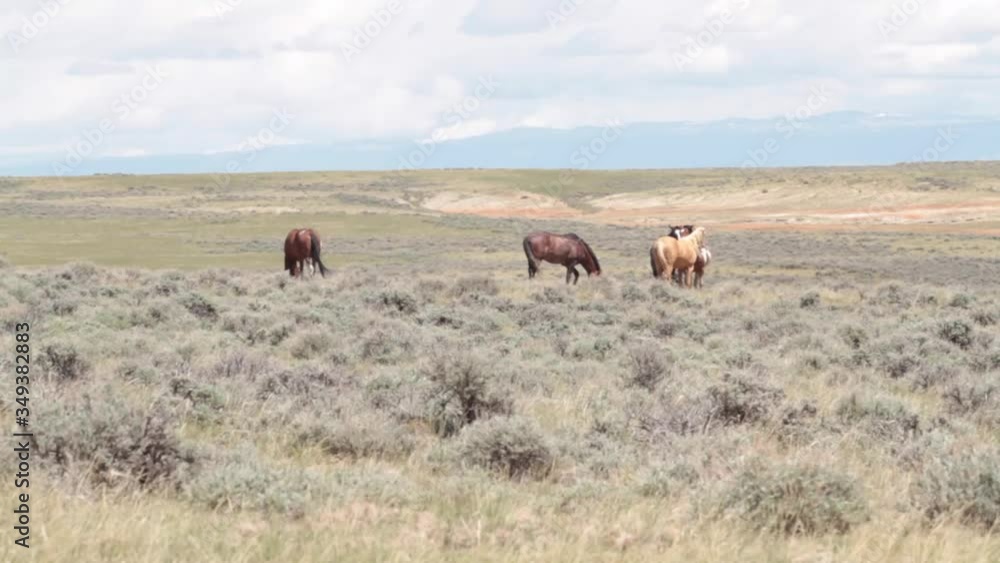 Wild Mustangs of the McCullough Peak Horse Management Area, Wyoming Wild Mustangs of the McCullough Peak Horse Management Area, Wyoming