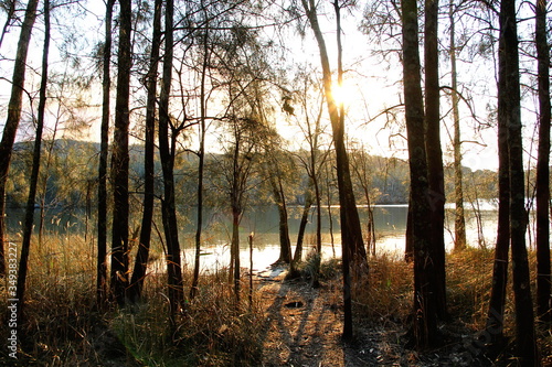 Sunset in the Forest